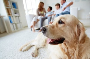 Animais em apartamento